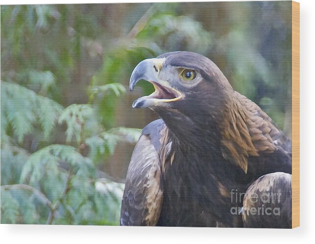 Photography Wood Print featuring the photograph Golden Eagle #2 by Sean Griffin