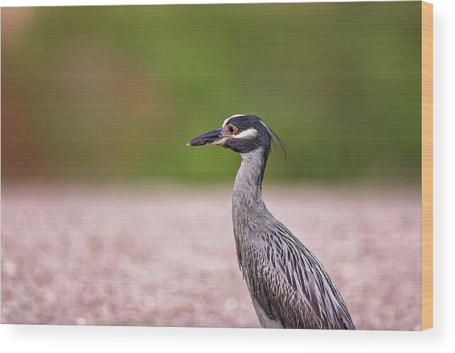 Animal Wood Print featuring the photograph Green Heron by Peter Lakomy