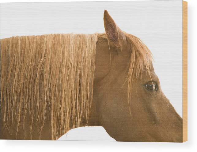 Animal Wood Print featuring the photograph Horse portrait by Ian Middleton