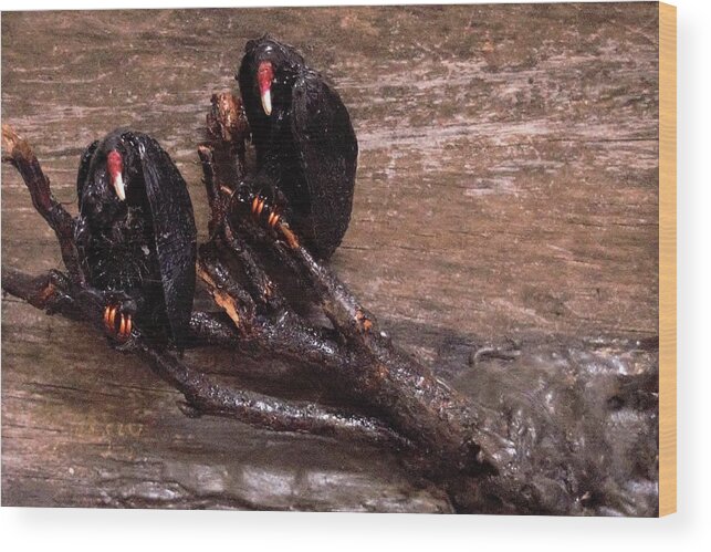 3d Wood Print featuring the mixed media 2 Hulking Vultures by Roger Swezey