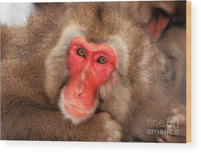 Monkey Wood Print featuring the photograph Japanese Macaque Macaca Fuscata #2 by Gerard Lacz