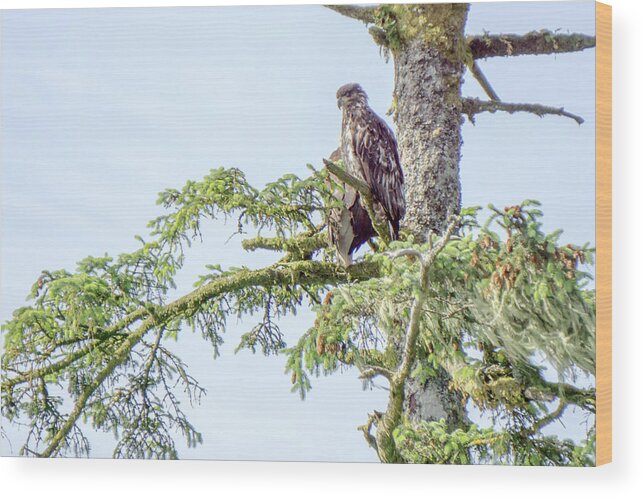 Bald Wood Print featuring the photograph Juveniel and adult bald eagle on top of a tree #2 by Alex Grichenko