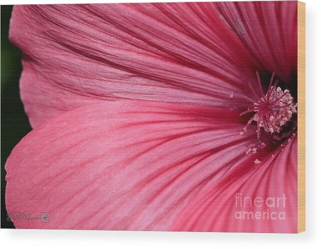 Mccombie Wood Print featuring the photograph Lavatera named Silver Cup #3 by J McCombie
