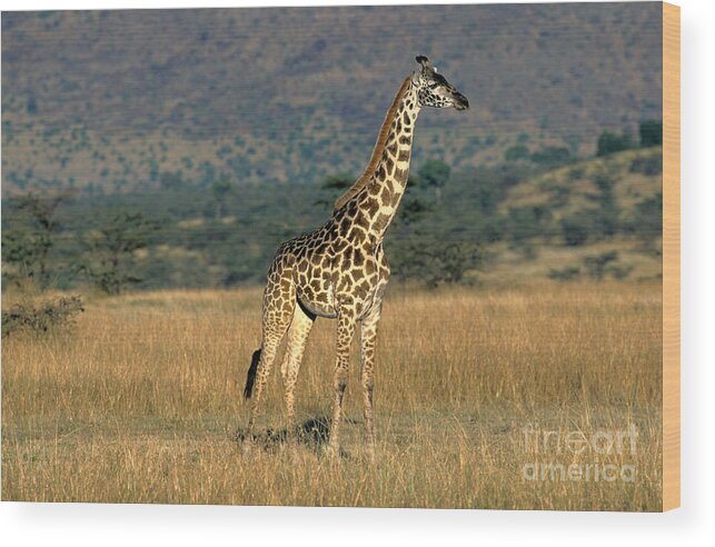 Adult Wood Print featuring the photograph Masai Giraffe #2 by Gerard Lacz