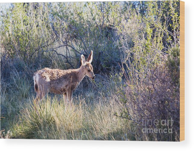 Deer Wood Print featuring the photograph Mule Deer in Garden of the Gods #2 by Steven Krull