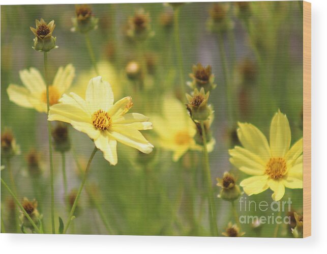 Yellow Wood Print featuring the photograph Nature's Beauty 68 by Deena Withycombe
