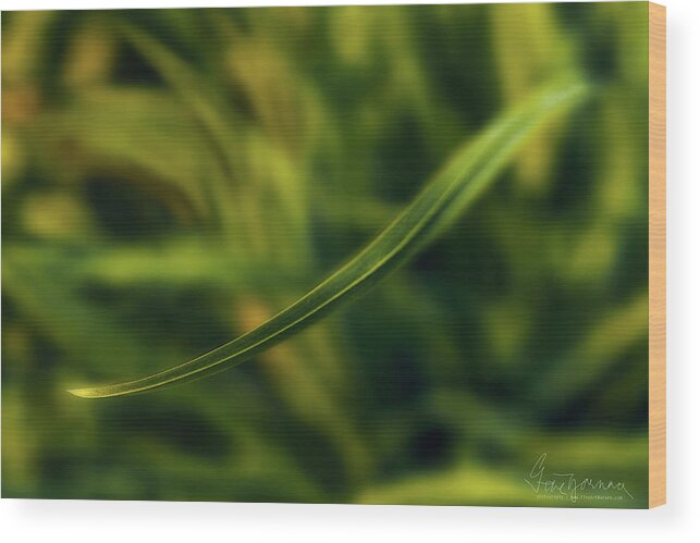 Plant Wood Print featuring the photograph Natures Way #2 by Gene Garnace
