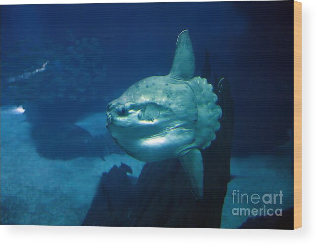 Adult Wood Print featuring the photograph Ocean Sunfish Mola Mola #2 by Gerard Lacz
