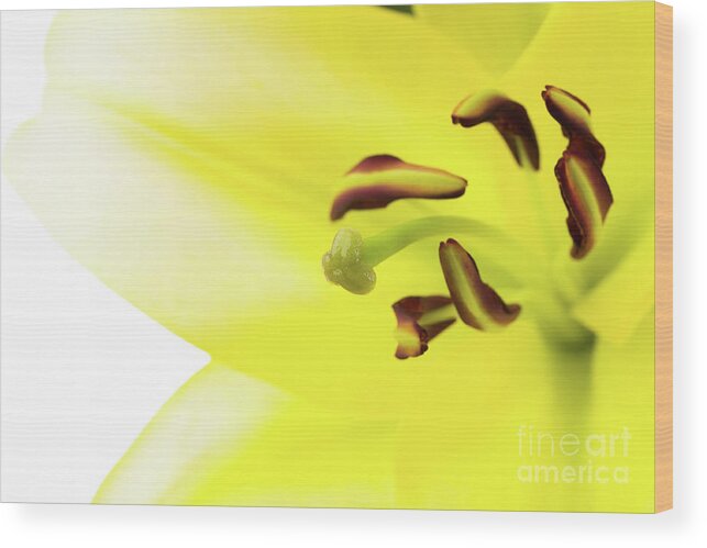 Abstract Wood Print featuring the photograph Oriental Lily Flower #2 by Raul Rodriguez