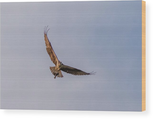 New Jersey Wood Print featuring the photograph Osprey in flight #2 by SAURAVphoto Online Store