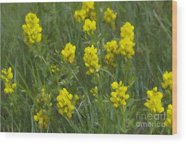 Yellow Floral Wood Print featuring the photograph Panorama Hills Bluffs #3 by Donna L Munro