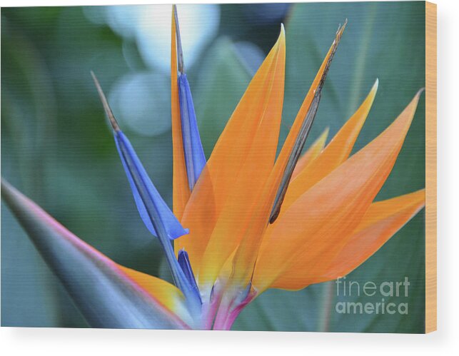 Flowers Wood Print featuring the photograph Paradise Found #2 by Cindy Manero