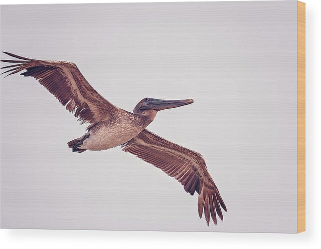 Aqua Wood Print featuring the photograph Pelican by Peter Lakomy