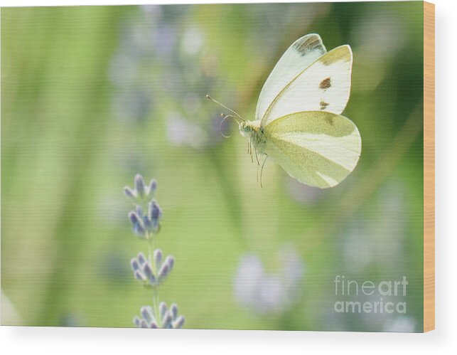 Europe Wood Print featuring the photograph Pieris brassicae, the large white, also called cabbage butterfly #2 by Amanda Mohler