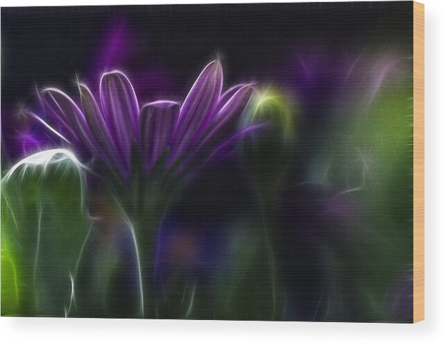 Abstract Wood Print featuring the photograph Purple Daisy by Stelios Kleanthous