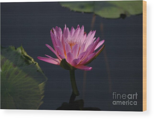 Purple Wood Print featuring the photograph Purple Lotus Waterlily #2 by Jackie Irwin