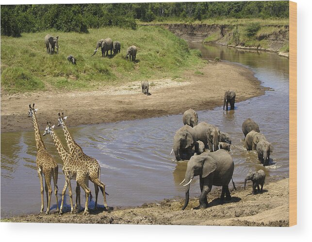 Africa Wood Print featuring the photograph River Crossing #2 by Michele Burgess