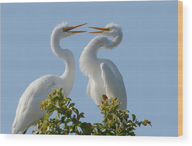 Great Egrets Wood Print featuring the photograph Siblings #2 by Fraida Gutovich