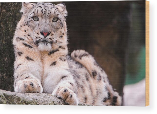 Snow Leopard Wood Print featuring the photograph Snow Leopard #2 by Jackie Russo