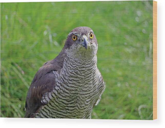 Sparrowhawk Wood Print featuring the photograph Sparrowhawk #2 by Tony Murtagh