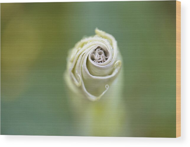 Flower Wood Print featuring the photograph Spiral #2 by Nailia Schwarz