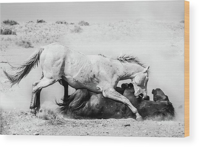 Wild Stallion Fighting Males Cremello Black And White West Desert Utah Onaqui Herd Wildlife Wild Horses Horse Wood Print featuring the photograph Stallion Fighting #2 by Jami Bollschweiler