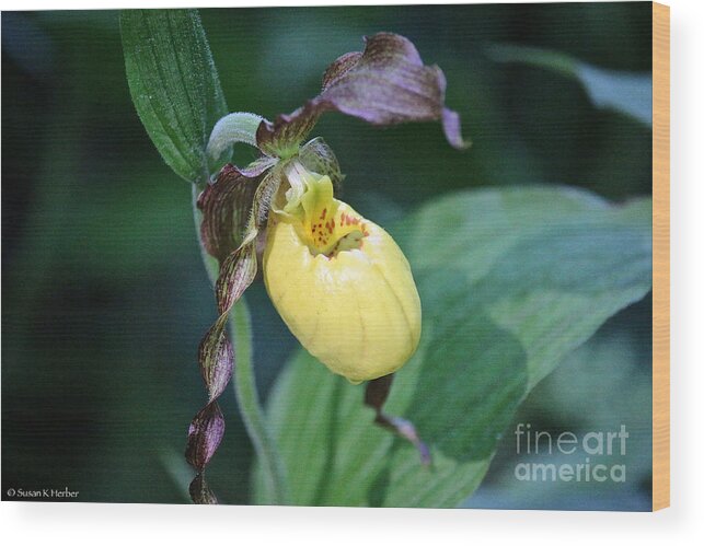 Flower Wood Print featuring the photograph Sunny Slipper Tear by Susan Herber