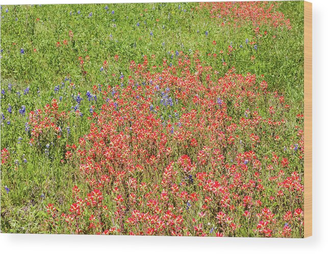 Austin Wood Print featuring the photograph Texas Wildflowers #2 by Raul Rodriguez