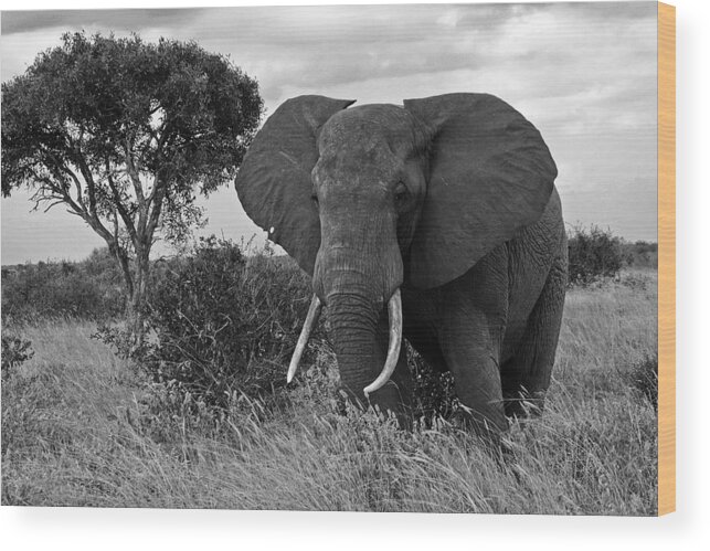 Africa Wood Print featuring the photograph The Old Bull #2 by Michele Burgess