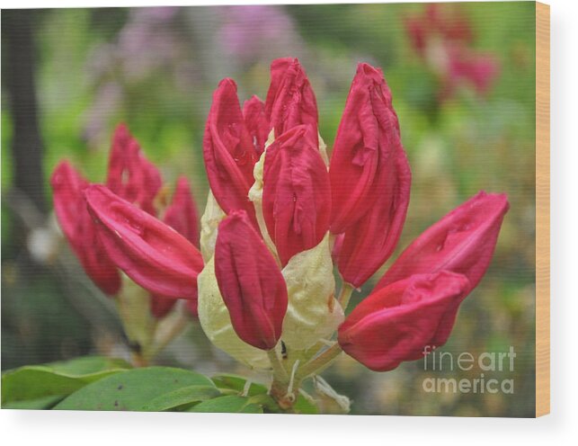 Rhododendrons Are Often Valued In Landscaping For Their Structure Wood Print featuring the photograph Tips #2 by Nona Kumah