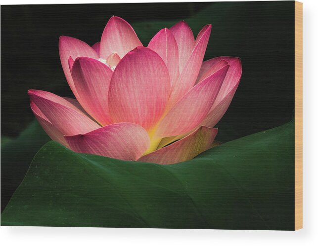 Jay Stockhaus Wood Print featuring the photograph Water Lily #4 by Jay Stockhaus