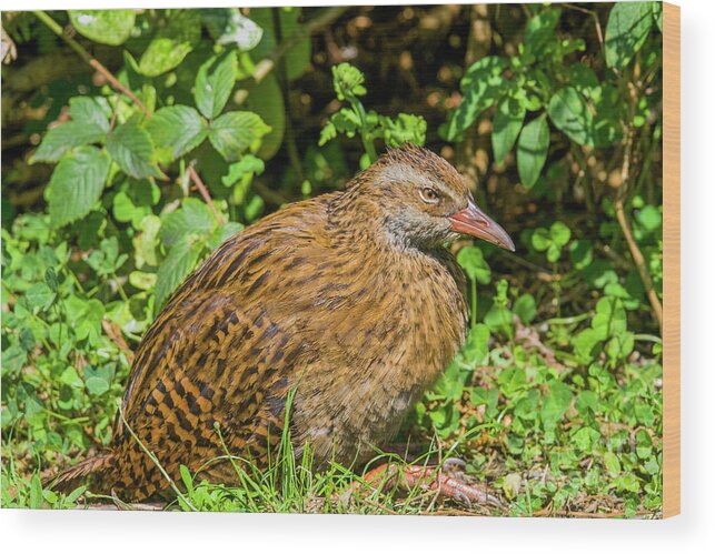 Weka Wood Print featuring the photograph Weka by Patricia Hofmeester