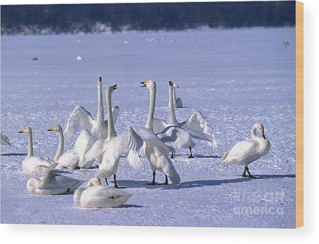 Adult Wood Print featuring the photograph Whooper Swan Cygnus Cygnus #2 by Gerard Lacz