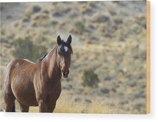 Horses Wood Print featuring the photograph Wild Mustang Horse #2 by Waterdancer 