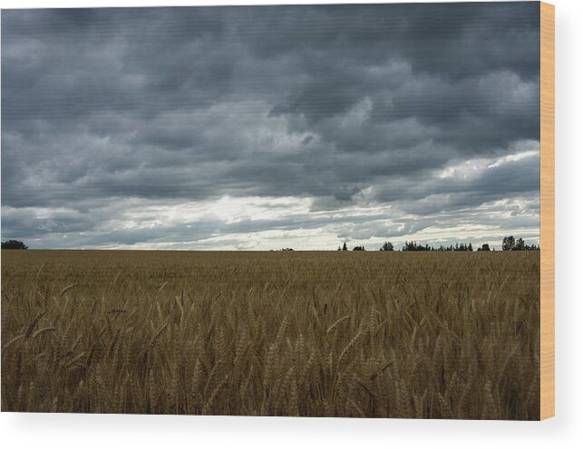 Western Oregon Wood Print featuring the photograph Willamette Wheat #2 by Steven Clark