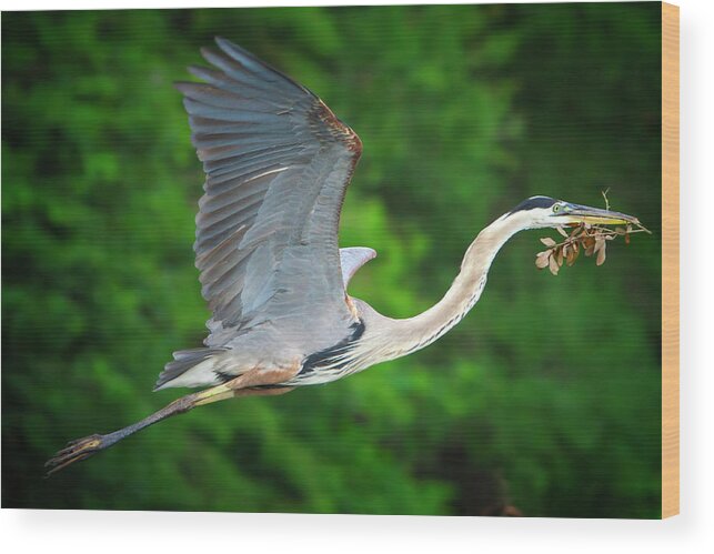 Great Blue Heron Wood Print featuring the photograph Wings of Blue #2 by Mark Andrew Thomas