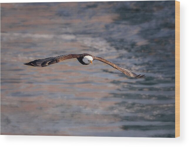 Illinois Wood Print featuring the photograph Bald Eagle #20 by Peter Lakomy