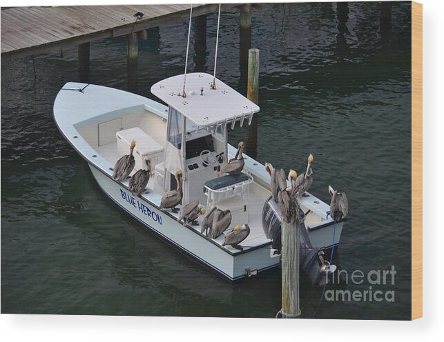  Wood Print featuring the photograph 20 - Pelicans Goin' Fishin' by Joseph Keane