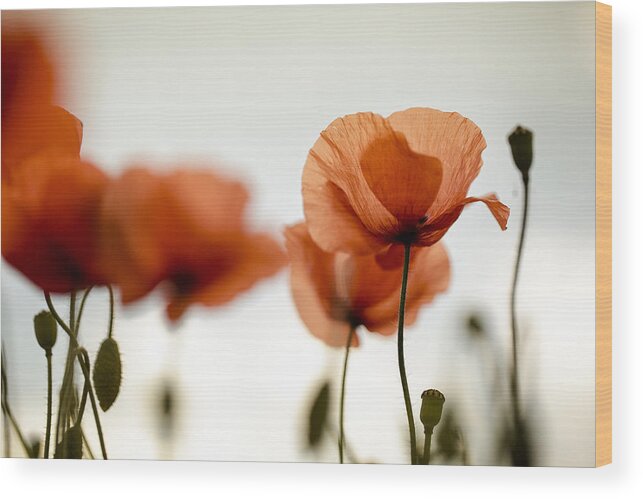 Poppy Wood Print featuring the photograph Poppy Meadow #20 by Nailia Schwarz