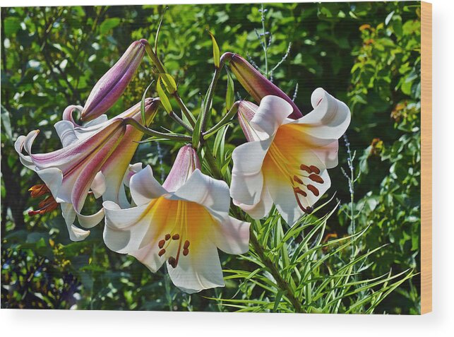 Lilies Wood Print featuring the photograph 2015 Summer at the Garden Lilies in the Rose Garden 1 by Janis Senungetuk