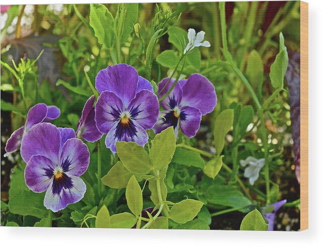 Pansies Wood Print featuring the photograph 2016 Early May Pansies 1 by Janis Senungetuk