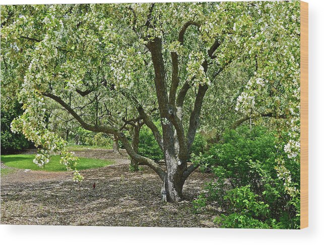 Crabapple Tree Wood Print featuring the photograph 2016 Mid May Snowing Petals by Janis Senungetuk