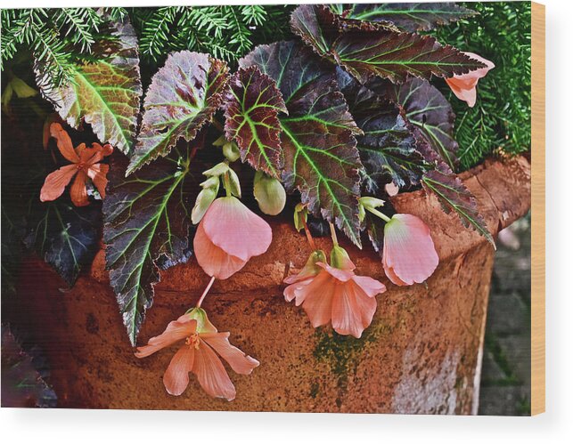 Begonias Wood Print featuring the photograph 2017 Early July at the Gardens Begonias by Janis Senungetuk