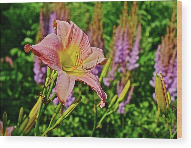 Daylilies Wood Print featuring the photograph 2017 Mid July at the Gardens Sunken Gardens Daylily 4 by Janis Senungetuk