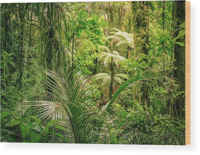Rain Forest Wood Print featuring the photograph Jungle 19 by Les Cunliffe