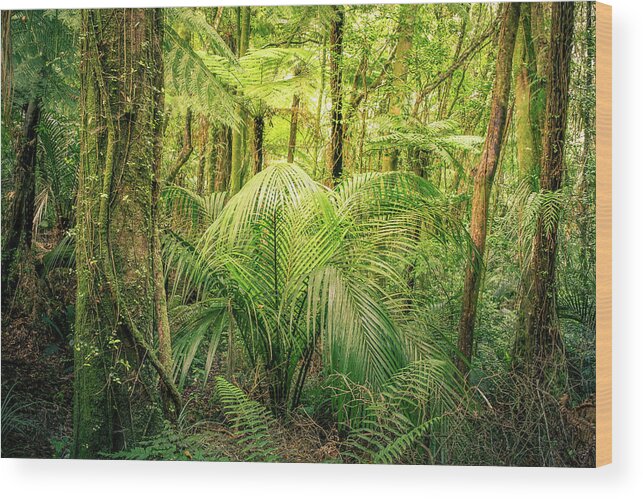 Rain Forest Wood Print featuring the photograph Jungle 17 by Les Cunliffe