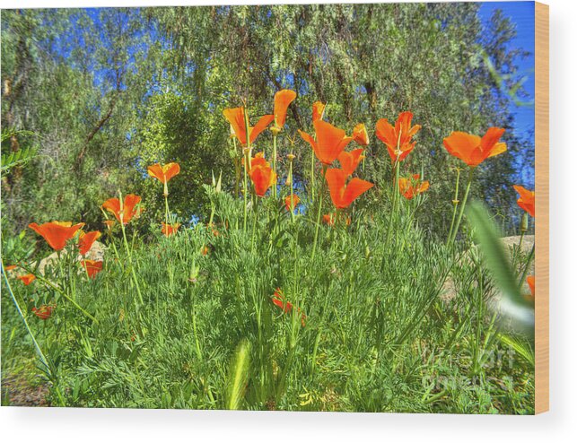 Poppies Wood Print featuring the photograph Poppies #26 by Marc Bittan