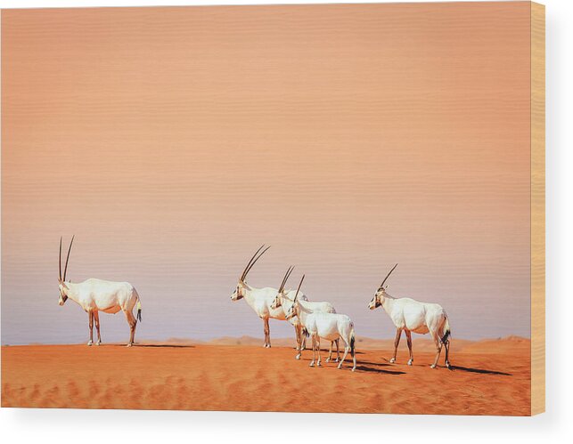 Arabian Wood Print featuring the photograph Arabian Oryx #3 by Alexey Stiop