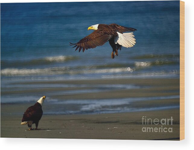 Bald Eagle Wood Print featuring the photograph Bald Eagle #3 by Marc Bittan