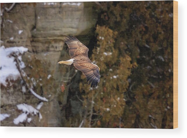 Illinois Wood Print featuring the photograph Bald Eagle #3 by Peter Lakomy